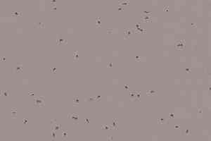 Линолеум Forbo Sphera Energetic 50219 dolphin фото  | FLOORDEALER